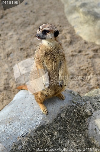 Image of Meerkat