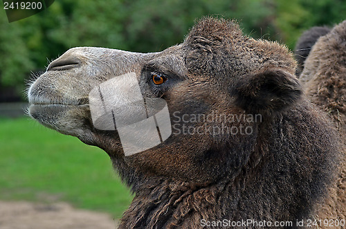 Image of Mongolian camel