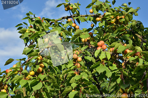 Image of Apricots on the tree