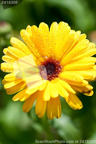 Image of yellow gerber flower with water drops 