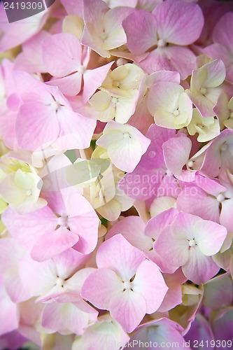Image of pink hydrangea