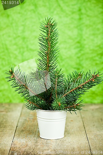 Image of bucket with christmas fir tree 