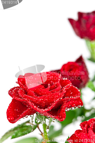 Image of red roses with water drops