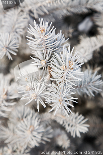 Image of Winter fir-tree branch