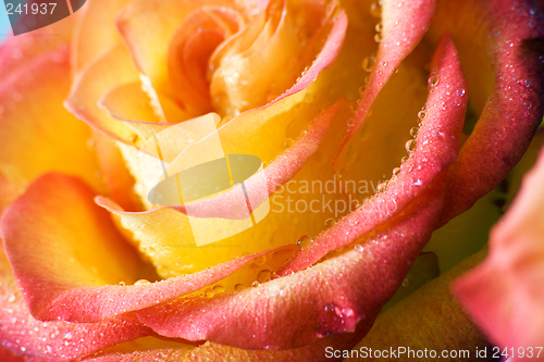 Image of Dewy rose.