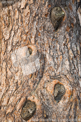 Image of Spruce bark (trunk) texture