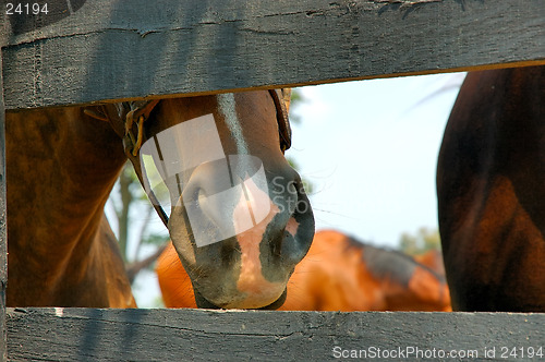 Image of Horse