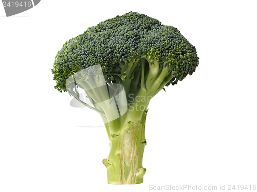 Image of Broccoli Isolated on White
