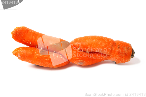 Image of Double Carrot