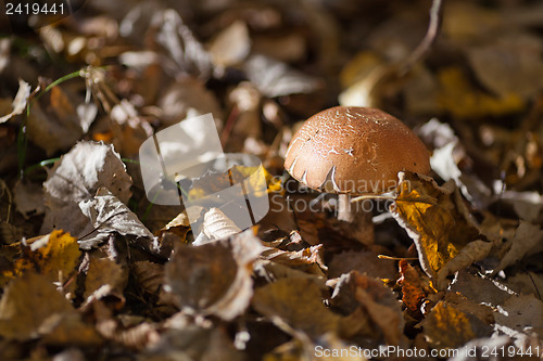 Image of Leccinum