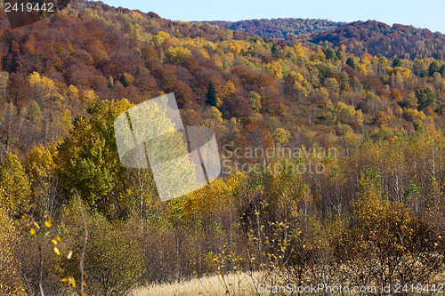 Image of Fall