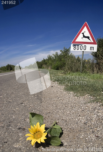 Image of flower on the road