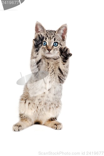 Image of Blue Eyed Tabby Kitten with Paws Up