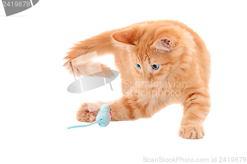 Image of Orange Kitten Playing with Toy Mouse