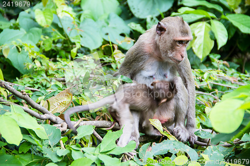 Image of monkey family