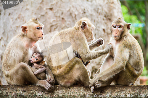 Image of monkey family