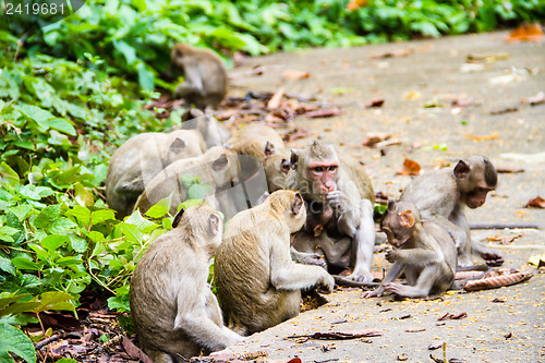 Image of monkey family