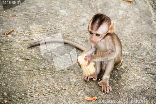 Image of baby monkey eating fruit