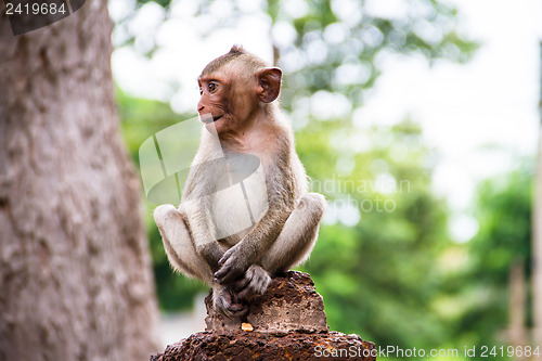 Image of monkey family