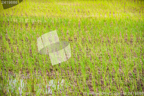 Image of paddy rice in field