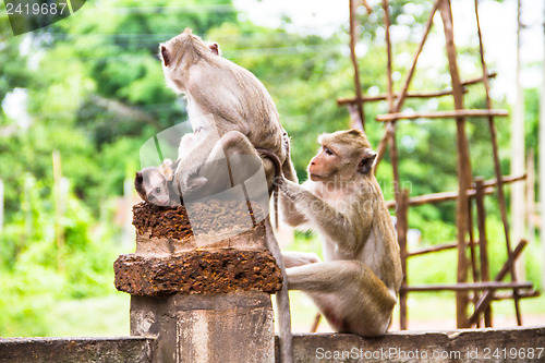 Image of monkey family