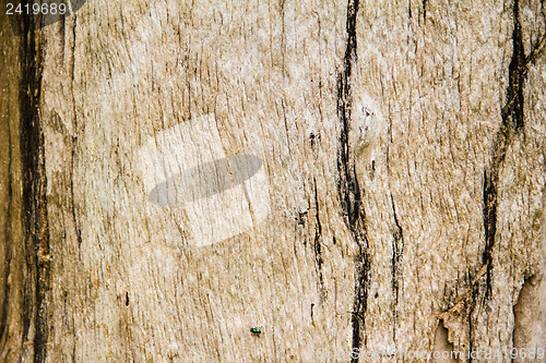 Image of Close Up Surface of Dead wood,