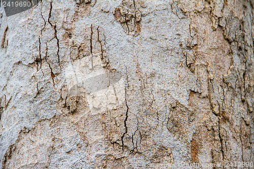 Image of Texture tree bark of yang( Dipterocarpus alatus Roxb ).
