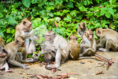 Image of monkey family
