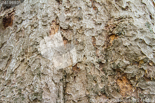 Image of Texture tree bark of yang( Dipterocarpus alatus Roxb ).