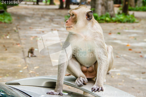 Image of monkey family