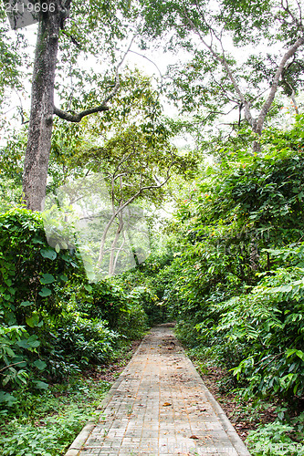 Image of Walkway in the young spring forest