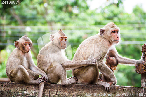 Image of monkey family