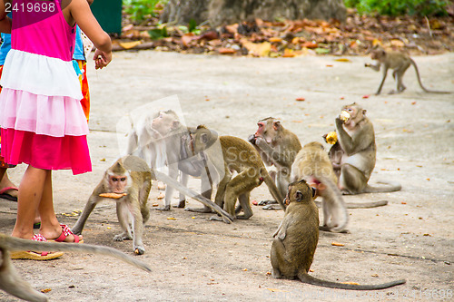 Image of monkey family