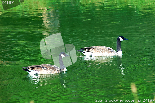 Image of Geese