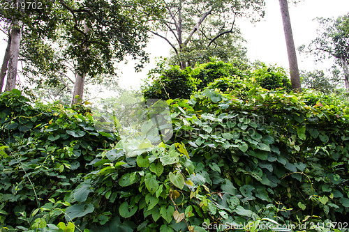 Image of rainforest path