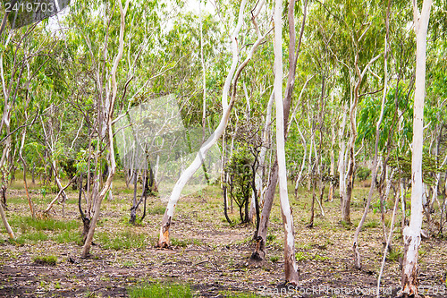 Image of Plantation of Eucalyptus