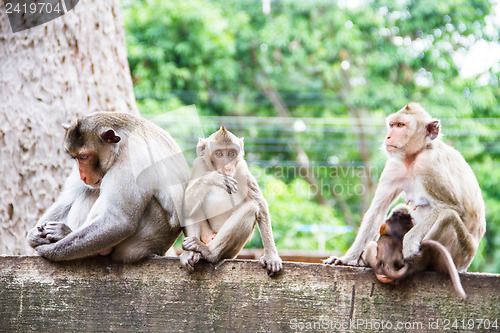 Image of monkey family