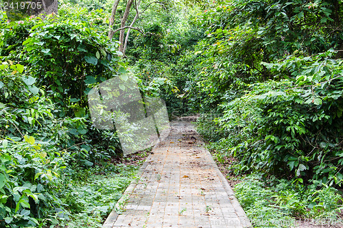 Image of Walkway in the young spring forest