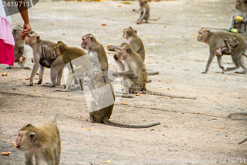 Image of monkey family