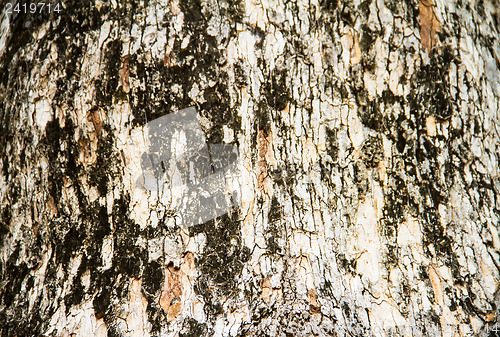 Image of Texture tree bark of yang( Dipterocarpus alatus Roxb ).