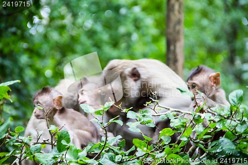 Image of monkey family