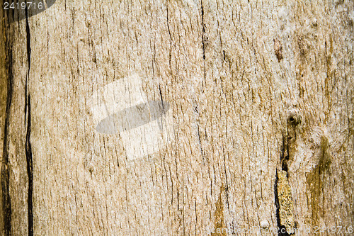 Image of Close Up Surface of Dead wood,