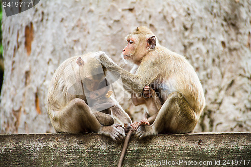 Image of monkey family