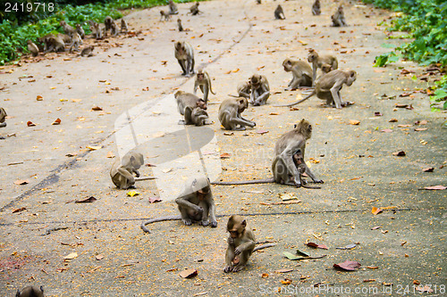 Image of monkey family