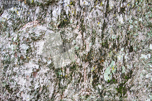 Image of Texture tree bark of yang( Dipterocarpus alatus Roxb ).