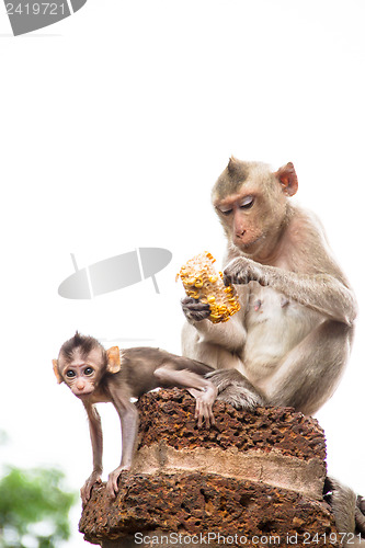 Image of monkey family