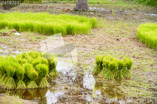 Image of Thai Farmers