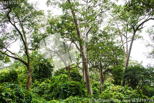 Image of rainforest path