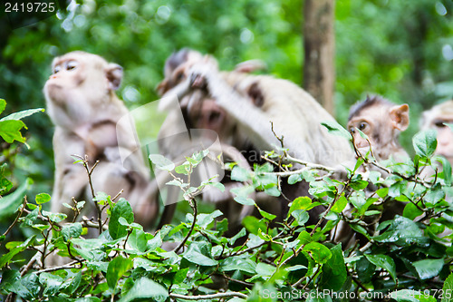 Image of monkey family