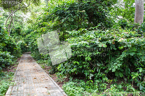 Image of Walkway in the young spring forest